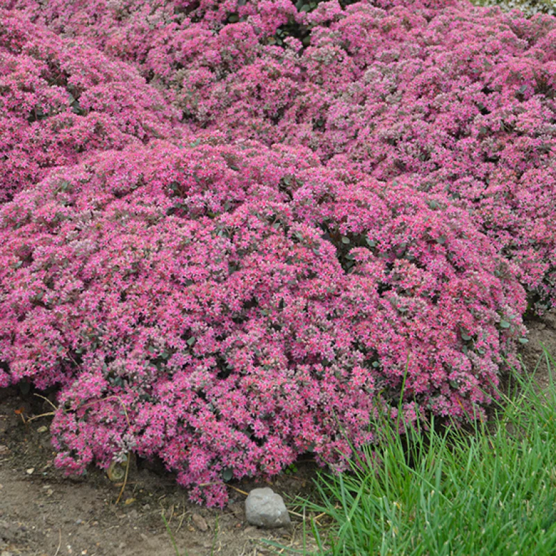 Rock 'N Round™ 'Popstar' Stonecrop (Sedum) - Image 4