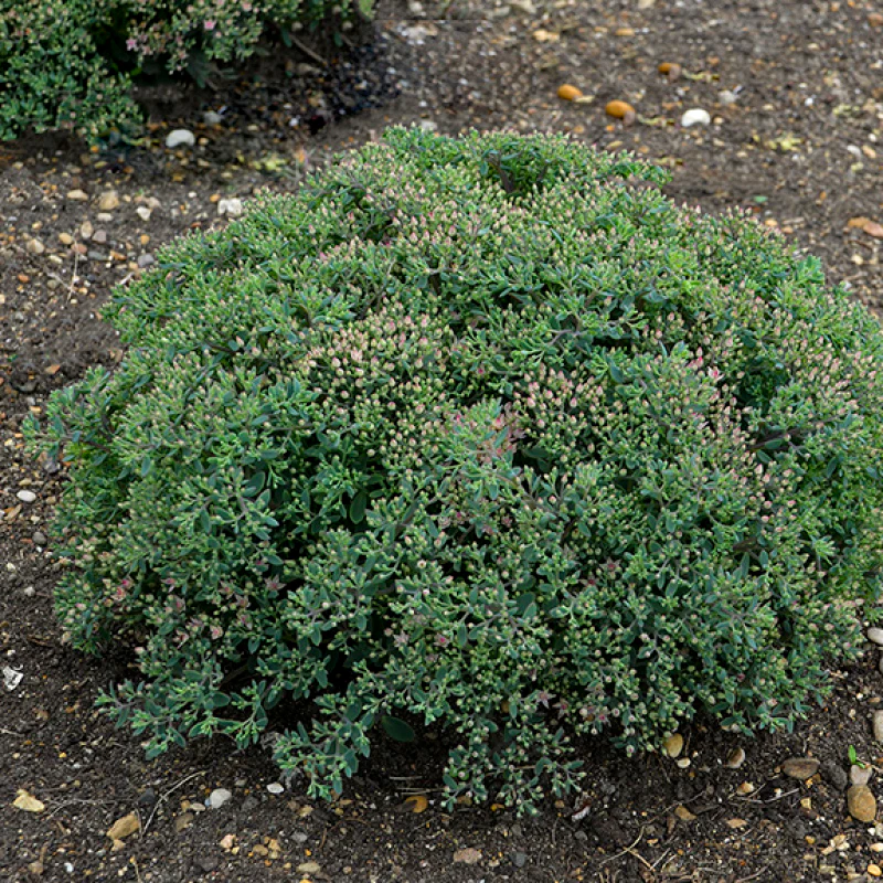 Rock 'N Round 'Pride and Joy' Stonecrop (Sedum) - Image 2