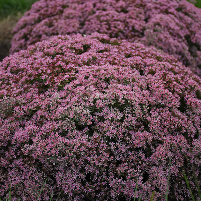 Rock 'N Round 'Pride and Joy' Stonecrop (Sedum) - Image 3