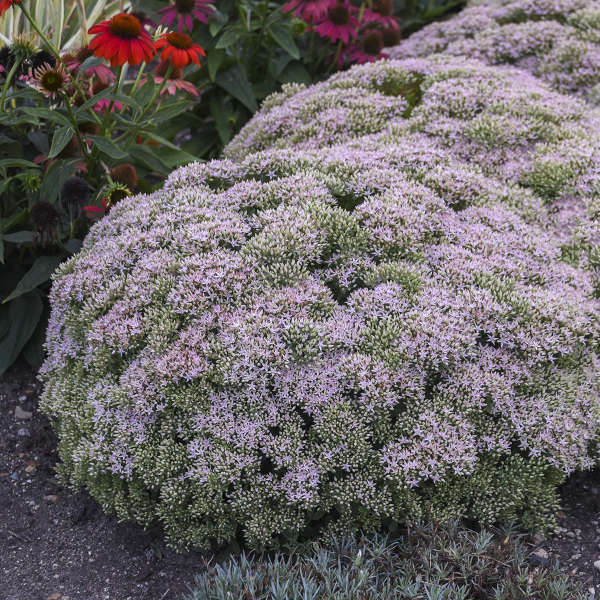 Rock 'N Round™ 'Pure Joy' Stonecrop (Sedum) - Image 2