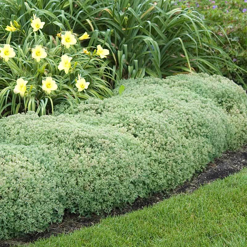 Rock 'N Round™ 'Pure Joy' Stonecrop (Sedum) - Image 3