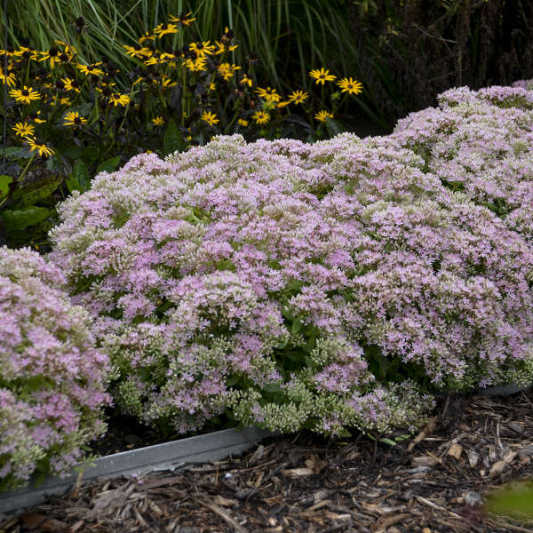 Rock 'N Round™ 'Pure Joy' Stonecrop (Sedum) - Image 4