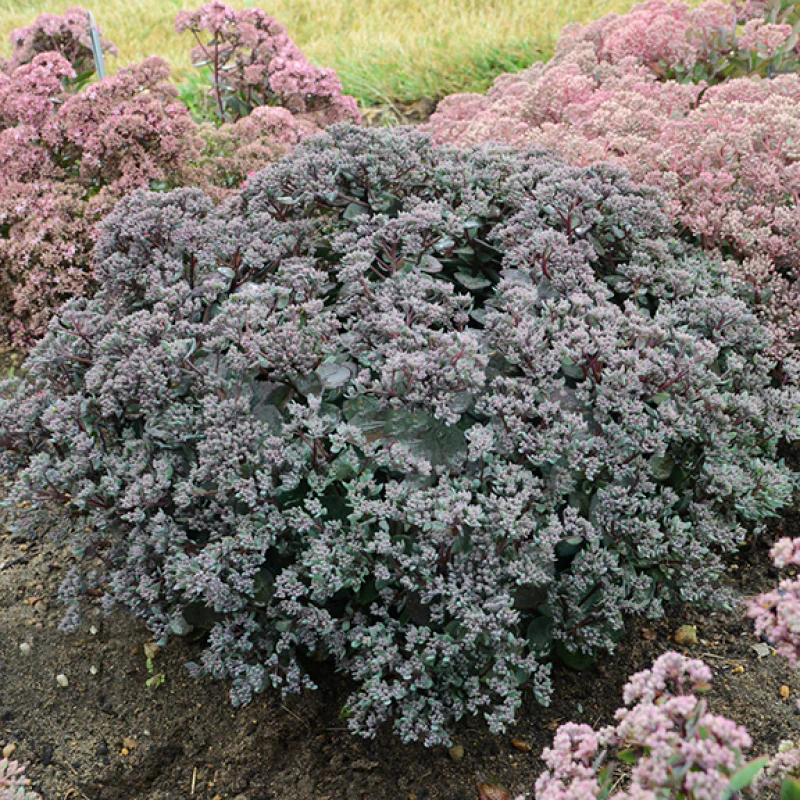 Rock 'N Round 'Superstar' Stonecrop (Sedum) - Image 2