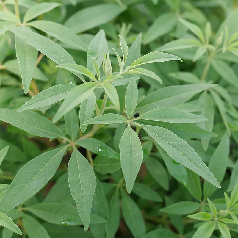 Rock Steady™ Chastetree (Vitex) - Image 4