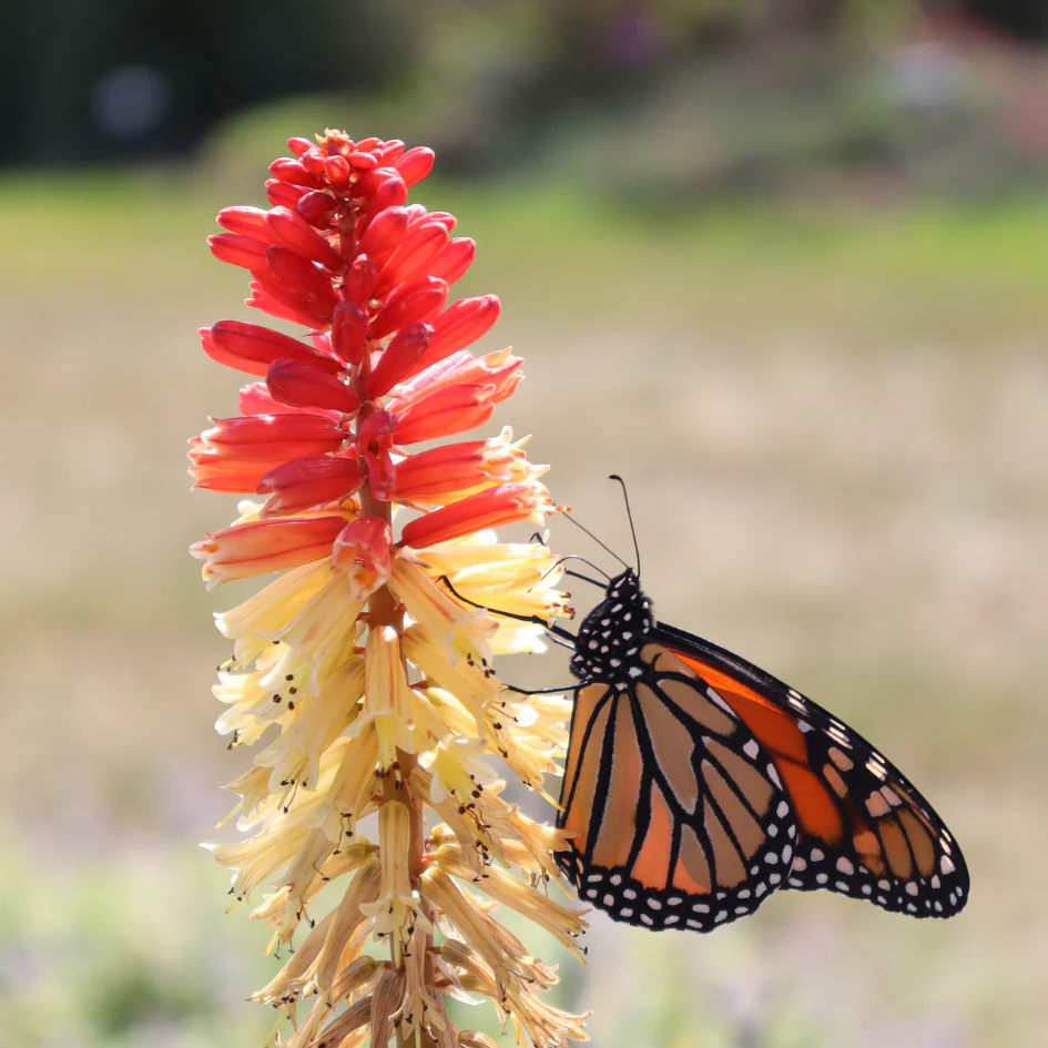 Pyromania™ 'Rockets Red Glare' Red Hot Poker (Kniphofia) - Image 3