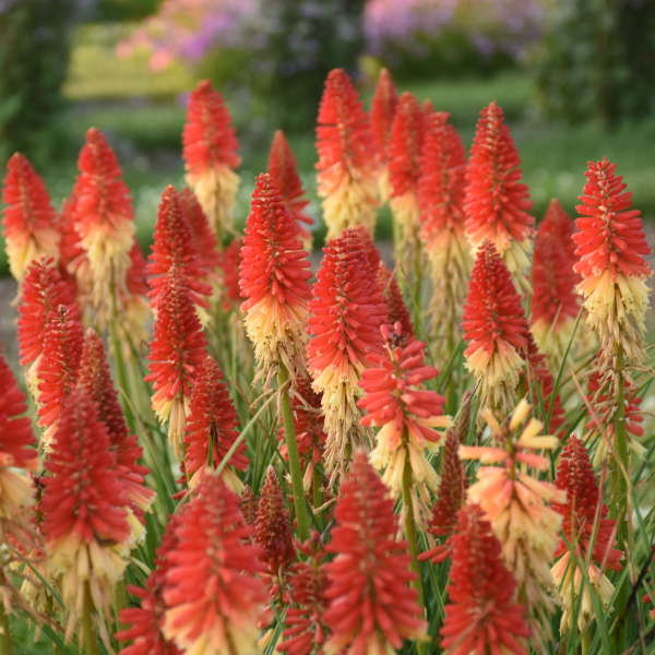 Pyromania™ 'Rockets Red Glare' Red Hot Poker (Kniphofia) - Image 4