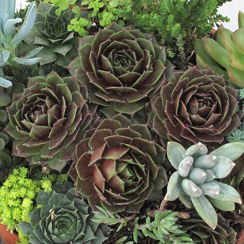 'Rocknoll Rosette' Hens & Chicks - Image 3