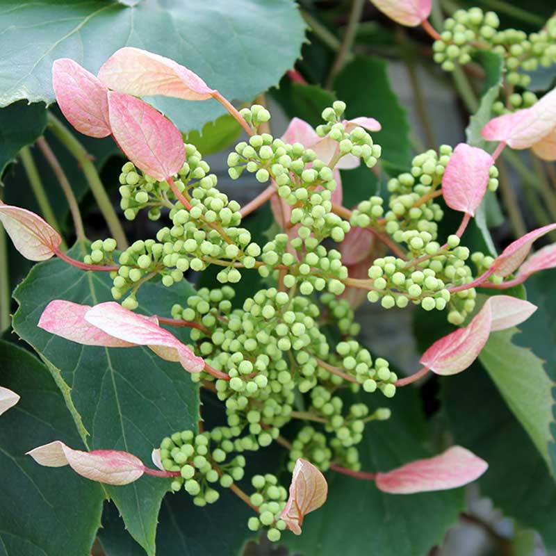 Rose Sensation™ False Hydrangea Vine (Schizophragma) - Image 2