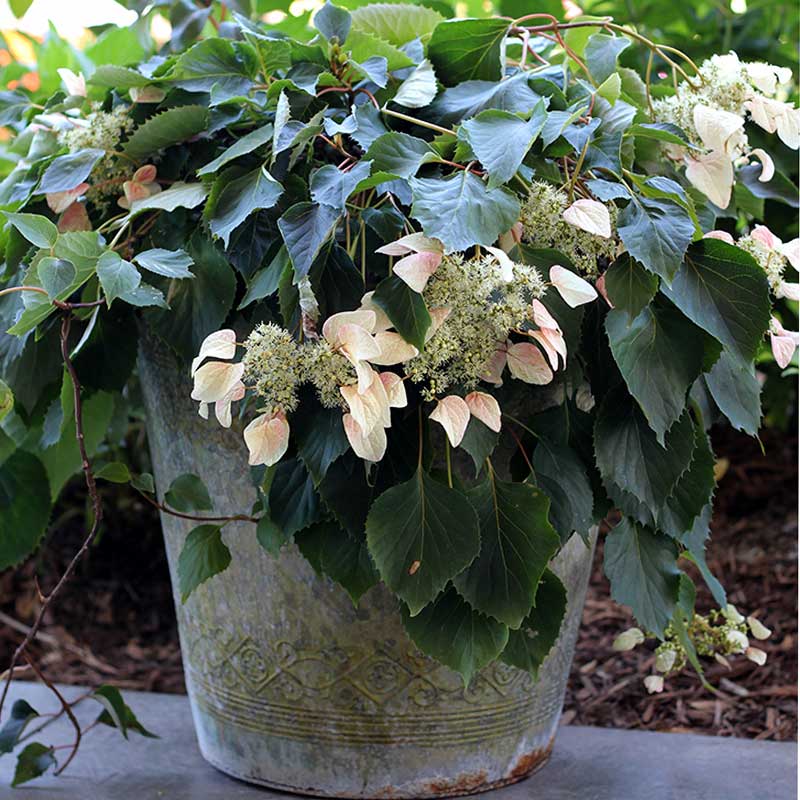 Rose Sensation™ False Hydrangea Vine (Schizophragma) - Image 3