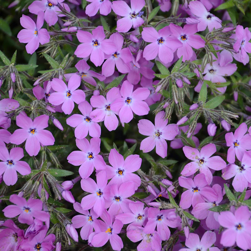 'Rose Sprite' Hybrid Spring Phlox - Image 3