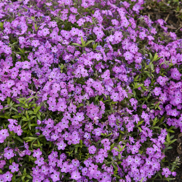 'Rose Sprite' Hybrid Spring Phlox - Image 4