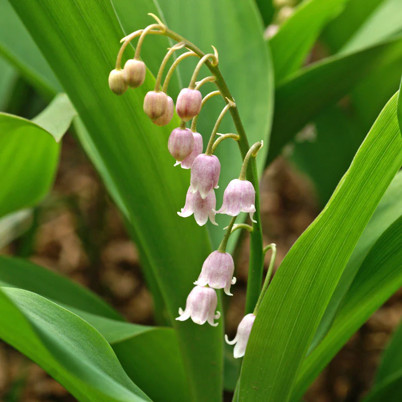 'Rosea' Lily of the Valley - Image 2