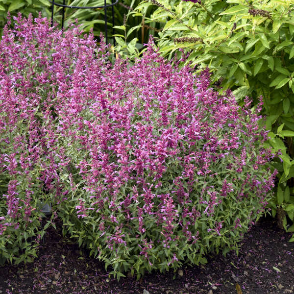 'Rosie Posie' Hummingbird Mint (Agastache) - Image 2