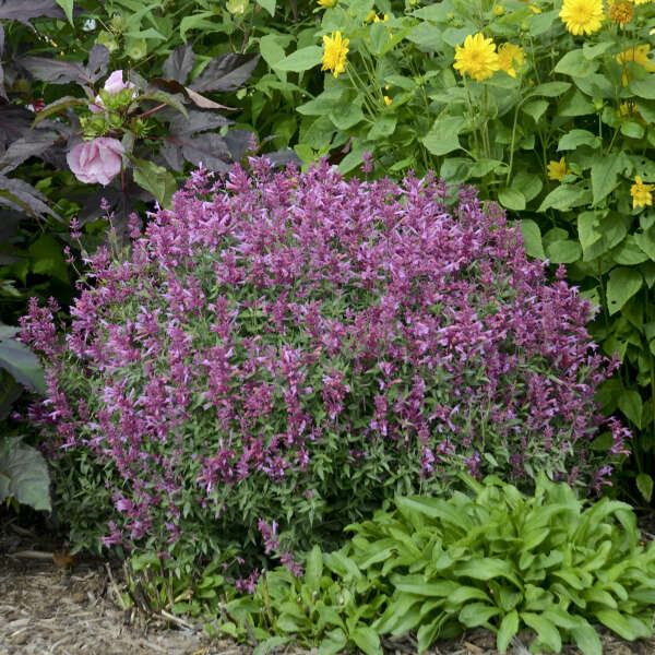'Rosie Posie' Hummingbird Mint (Agastache) - Image 3