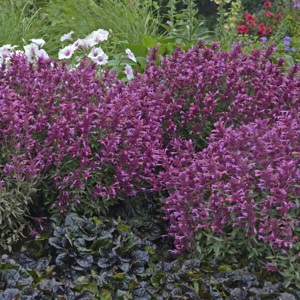 'Rosie Posie' Hummingbird Mint (Agastache) - Image 4