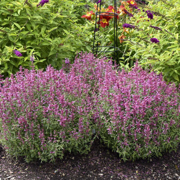 'Rosie Posie' Hummingbird Mint (Agastache) - Image 5