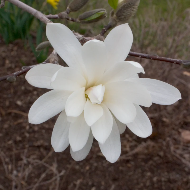 'Royal Star' Magnolia - Image 2