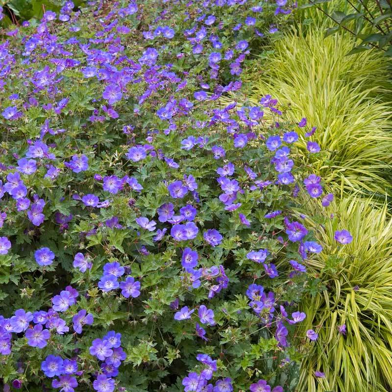 Rozanne® Cranesbill (Geranium) - Image 2