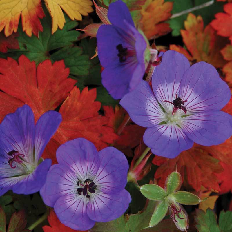 Rozanne® Cranesbill (Geranium) - Image 3