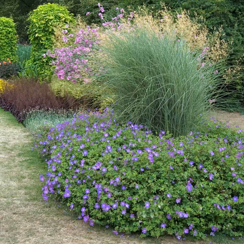 Rozanne® Cranesbill (Geranium) - Image 4