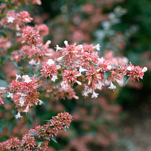 Ruby Anniversary® Abelia - Image 3