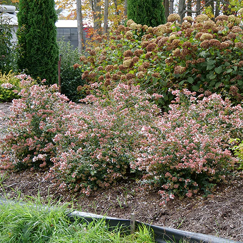 Ruby Anniversary® Abelia - Image 5