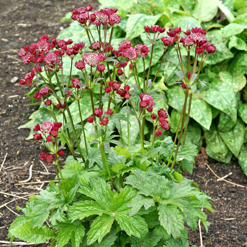 'Ruby Cloud' Masterwort - Image 2
