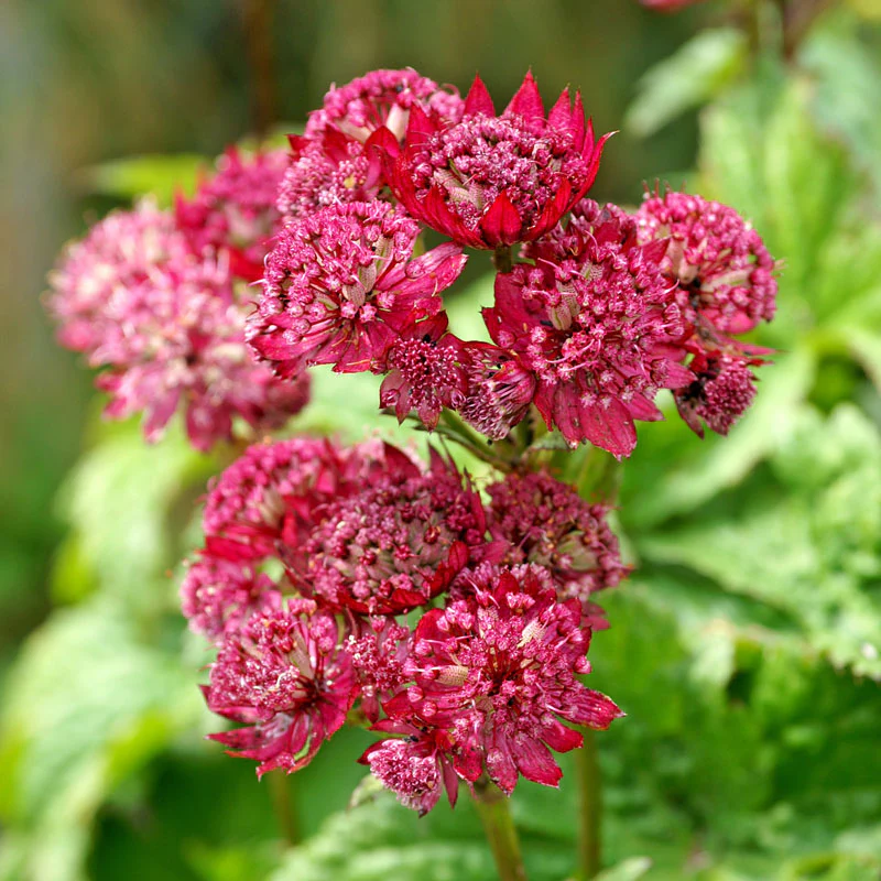 'Ruby Cloud' Masterwort - Image 3