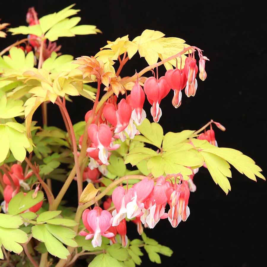 'Ruby Gold' Bleeding Heart (Dicentra) - Image 2