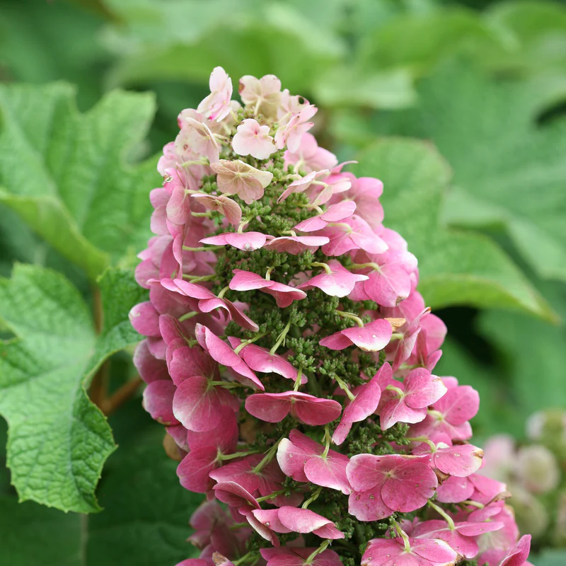 'Ruby Slippers' Oakleaf Hydrangea - Image 3