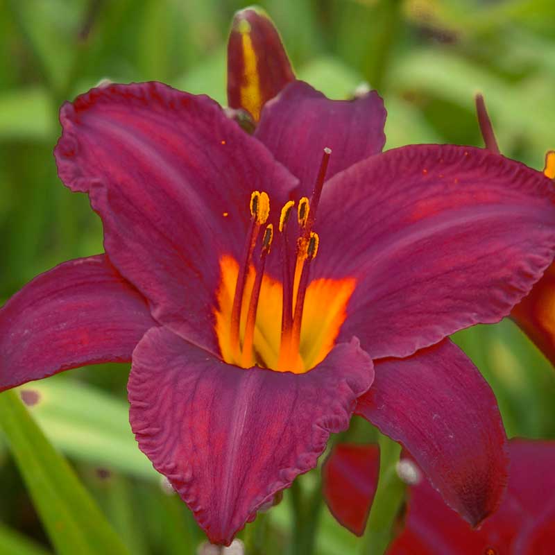 'Ruby Stella' Daylily (Hemerocallis) - Image 2