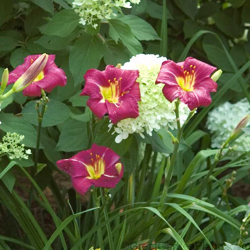 'Ruby Stella' Daylily (Hemerocallis) - Image 4