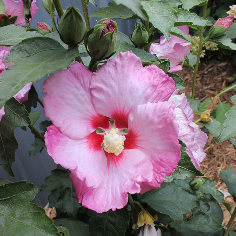 Ruffled SatinĀ® Rose of Sharon