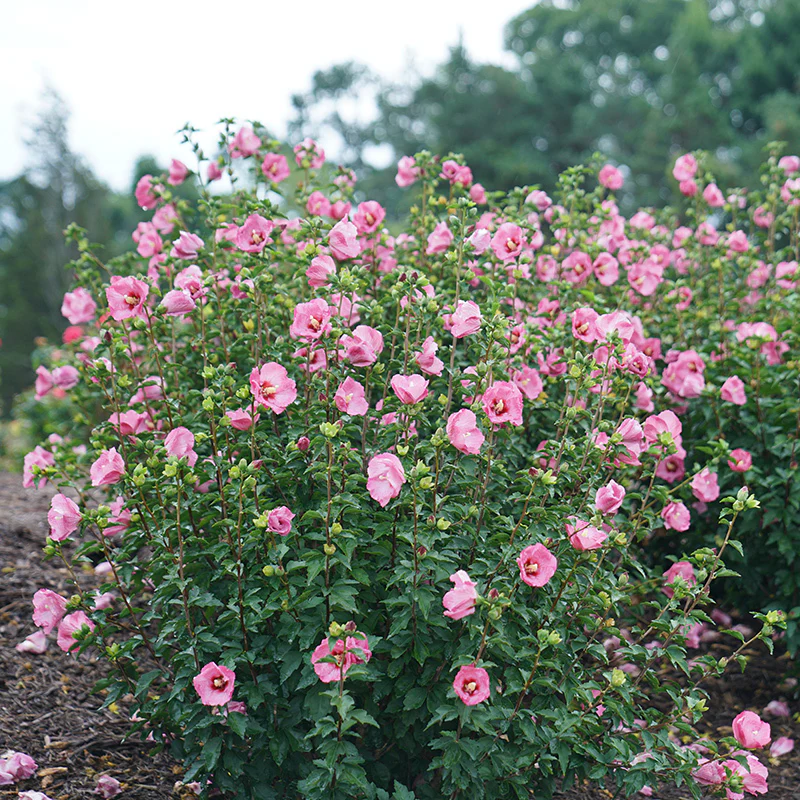 Ruffled SatinĀ® Rose of Sharon - Image 2