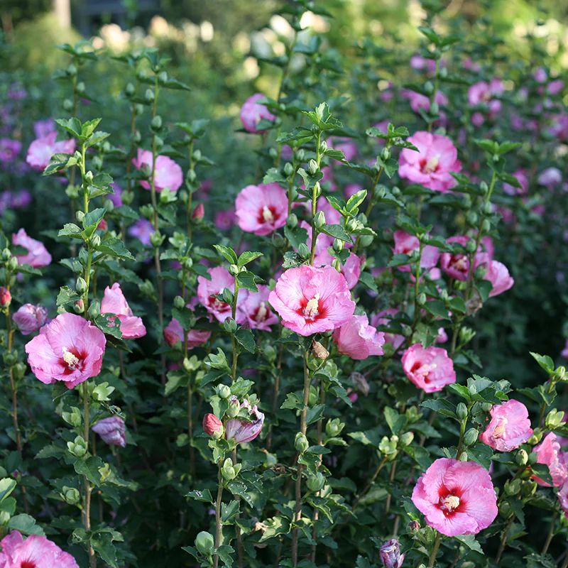 Ruffled SatinĀ® Rose of Sharon - Image 3