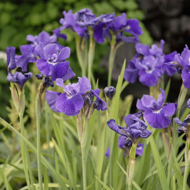 'Ruffled Velvet' Siberian Iris - Image 3