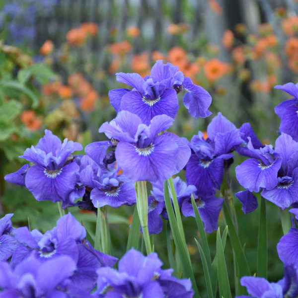 'Ruffled Velvet' Siberian Iris - Image 4