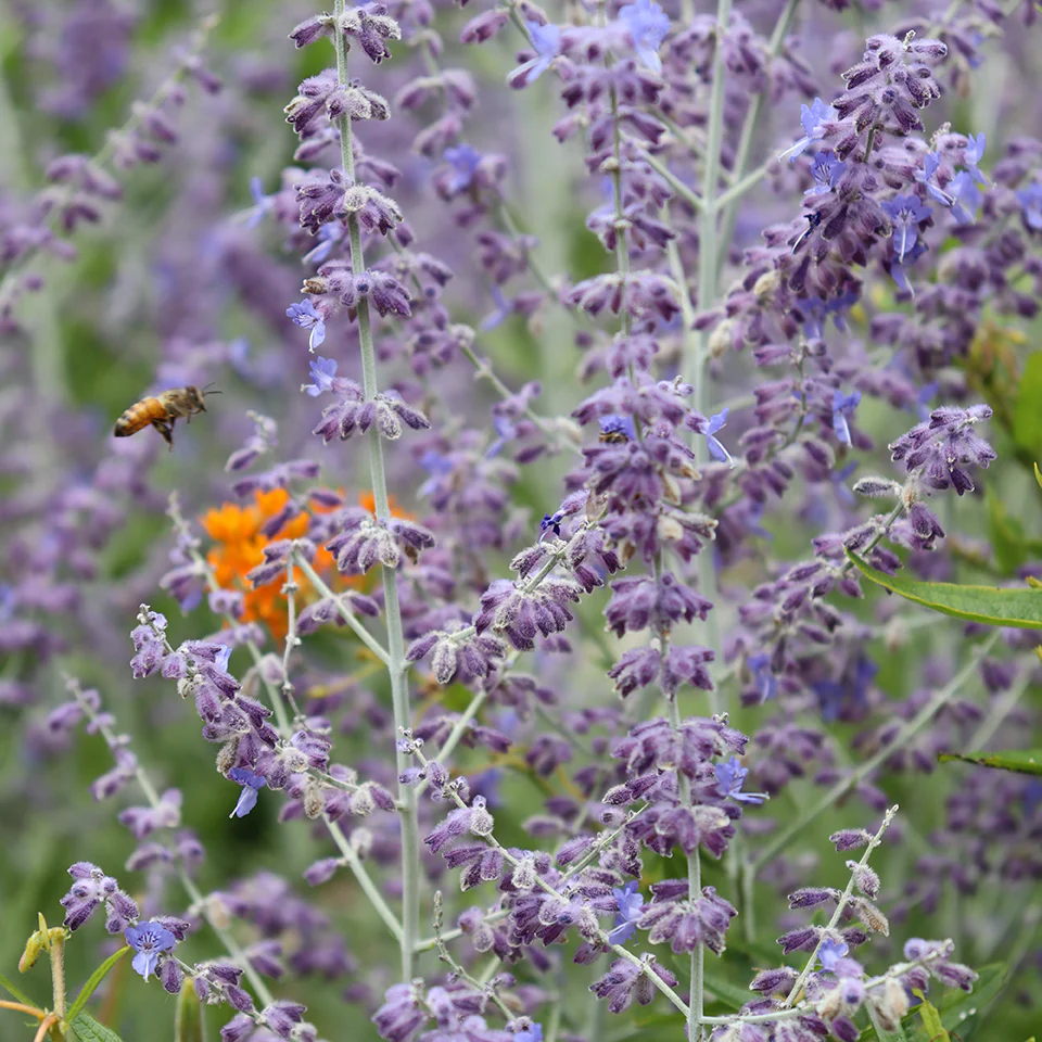 Russian Sage (Perovskia) - Image 3