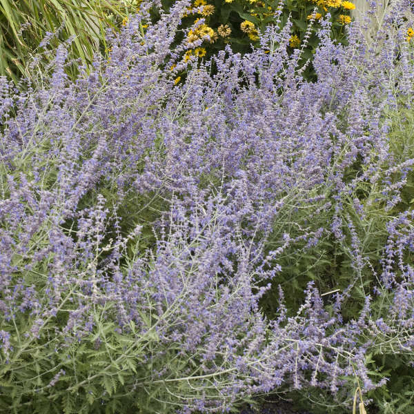 Russian Sage (Perovskia) - Image 4