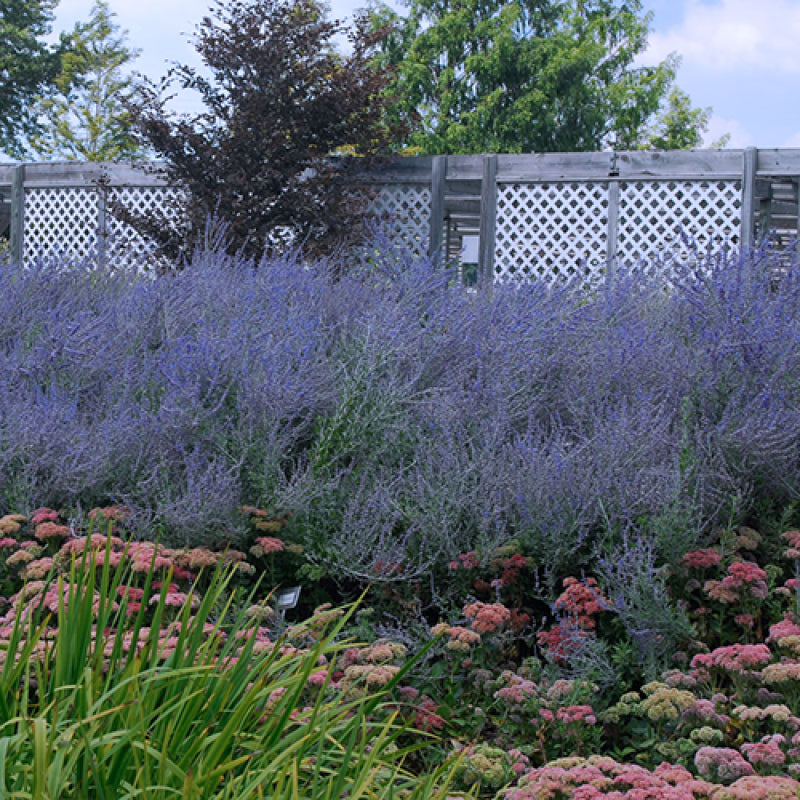 Russian Sage (Perovskia) - Image 5