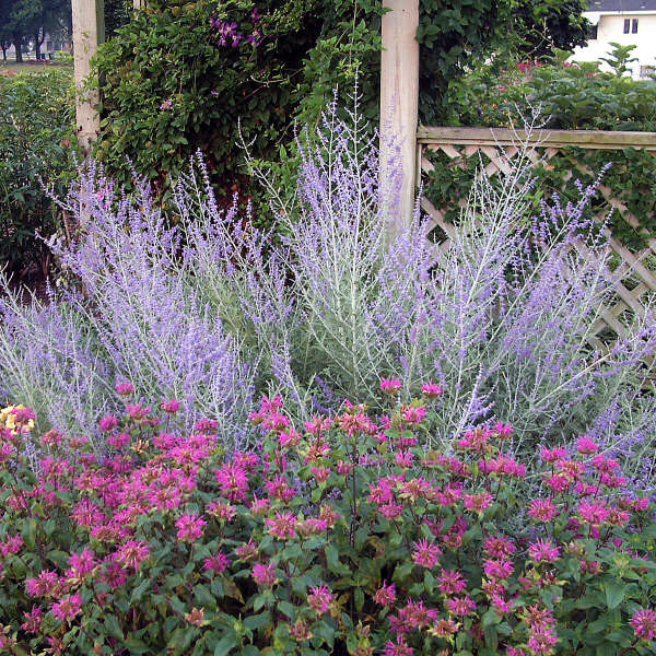 Russian Sage (Perovskia) - Image 6