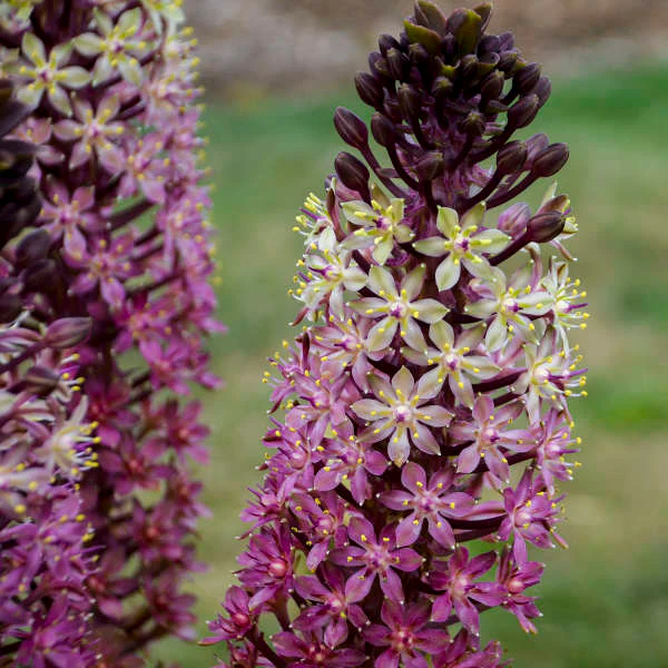 'Safari Adventure' Pineapple Lily (Eucomis) - Image 2