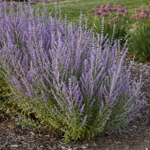 'Sage Advice' Russian Sage (Perovskia)