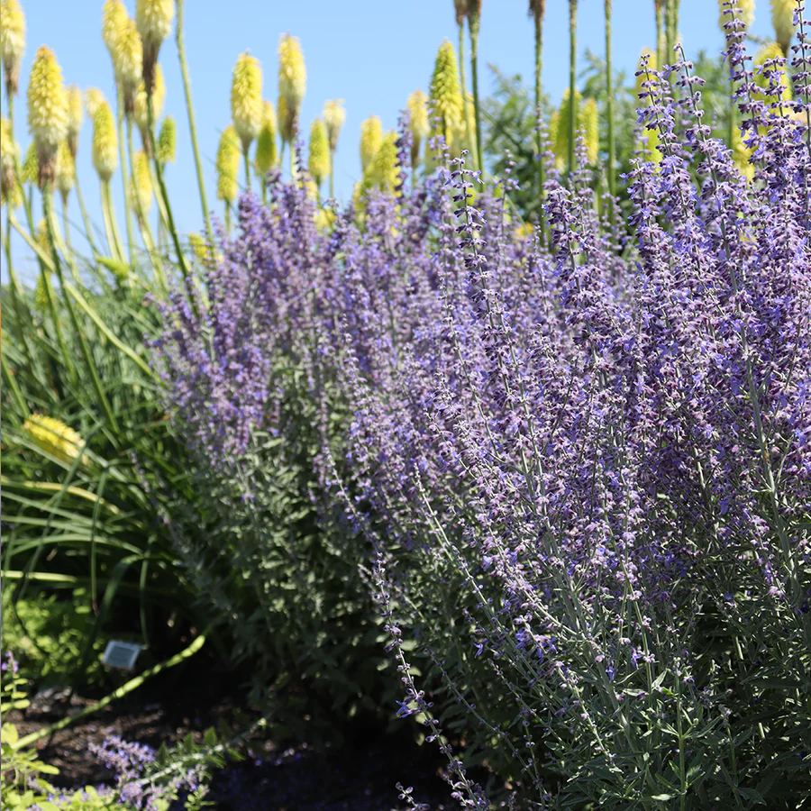'Sage Advice' Russian Sage (Perovskia) - Image 2