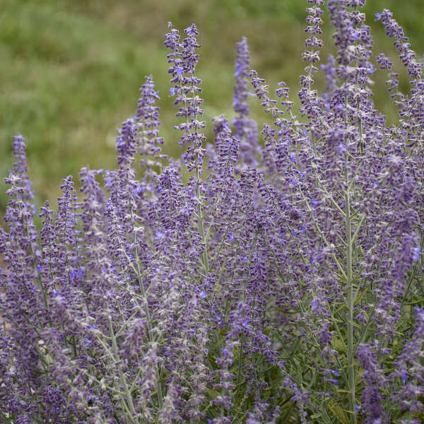 'Sage Advice' Russian Sage (Perovskia) - Image 3