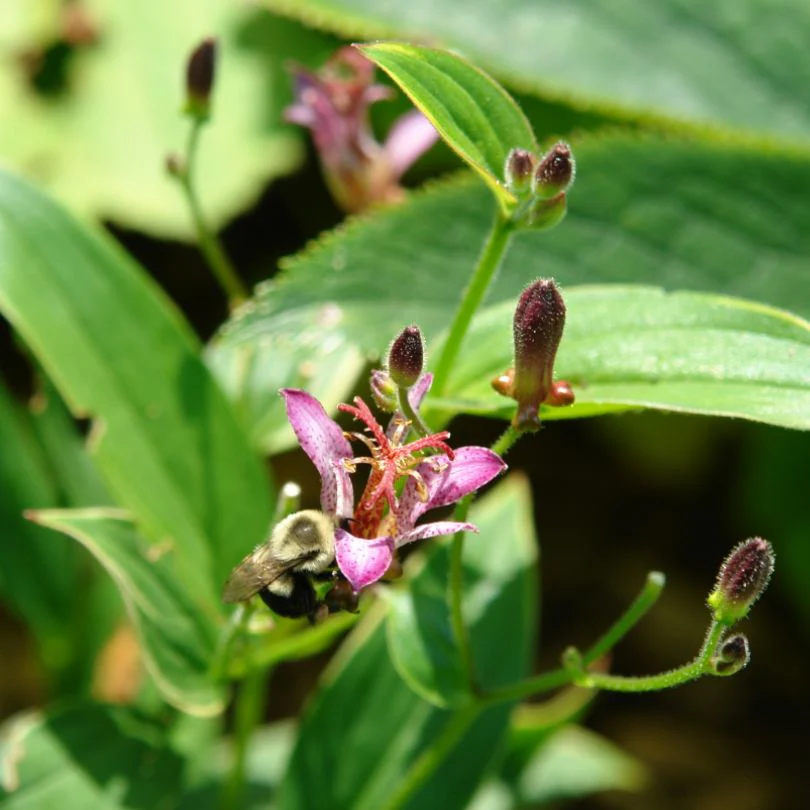 'Samurai' Toad Lily (Tricyrtis) - Image 2