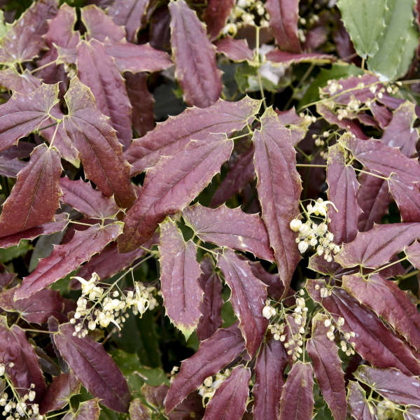 'Sandy Claws' Barrenwort (Epimedium) - Image 2
