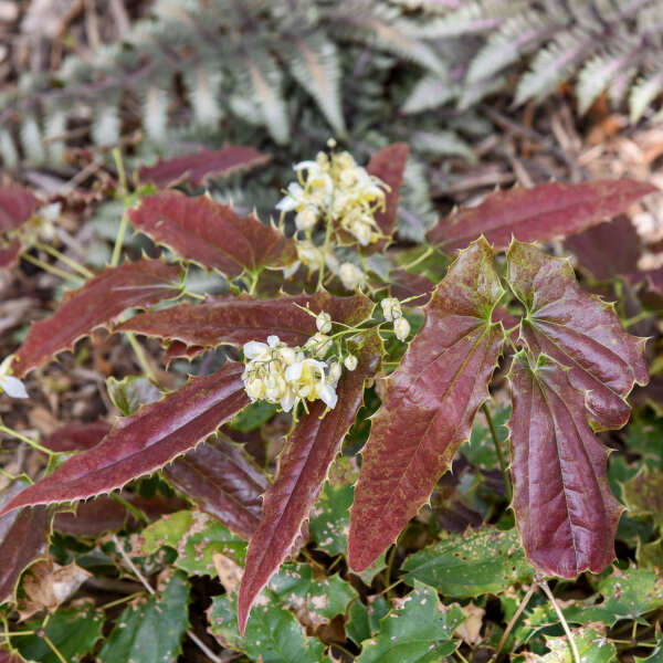 'Sandy Claws' Barrenwort (Epimedium) - Image 3