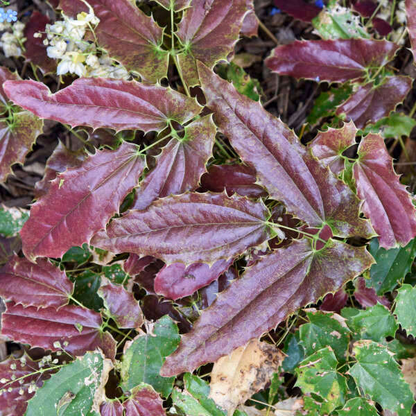'Sandy Claws' Barrenwort (Epimedium) - Image 4