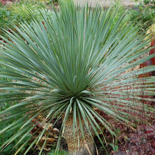 'Sapphire Skies' Yucca - Image 2
